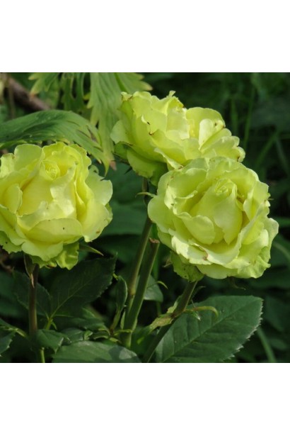 Троянда ‘Лімбо’ з жовто-зеленими хвилястими пелюстками